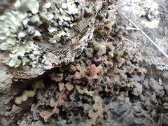 Asplenium subglandulosum