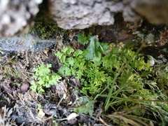 Anogramma leptophylla