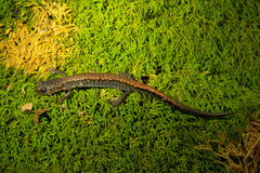 Plethodon sherando