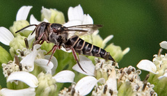 Synocoelioxys