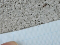 Ponera pennsylvanica