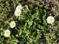 Bellis annua