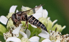 Synocoelioxys