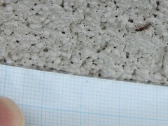 Ponera pennsylvanica