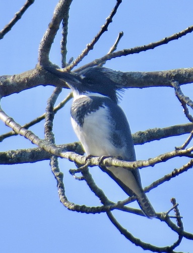 Belted Kingfisher photographed in New Jersey