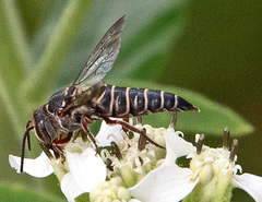 Synocoelioxys