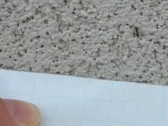 Ponera pennsylvanica