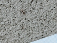 Ponera pennsylvanica