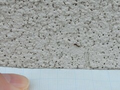 Ponera pennsylvanica