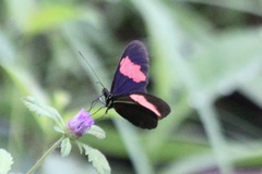 Heliconius