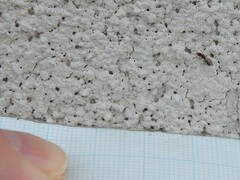 Ponera pennsylvanica