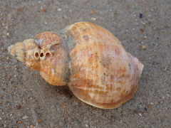 Buccinum undatum