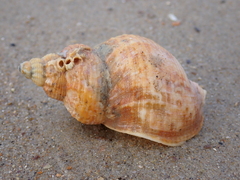 Buccinum undatum