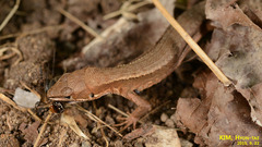 Takydromus amurensis