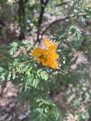 Senna barronfieldii