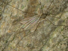 Trichoceridae