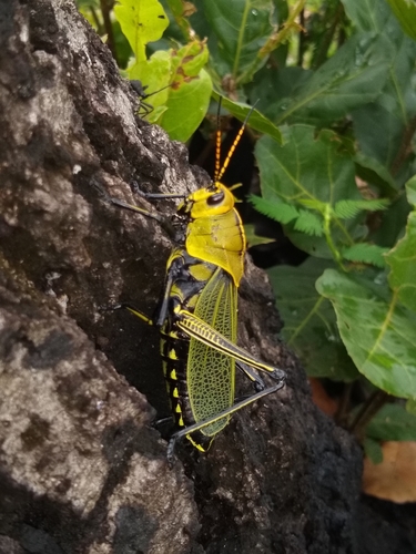 Romalea picticornis