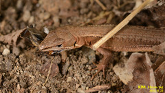 Takydromus amurensis