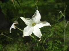 Nicotiana