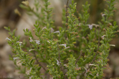 Hedeoma reverchonii