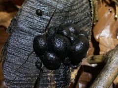 Daldinia concentrica