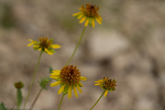 Tetragonotheca texana