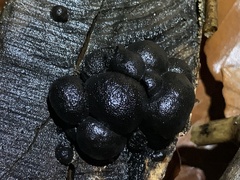 Daldinia concentrica