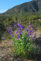 Penstemon spectabilis spectabilis