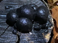 Daldinia concentrica