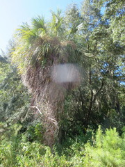 Sabal palmetto