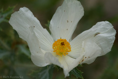 Argemone albiflora