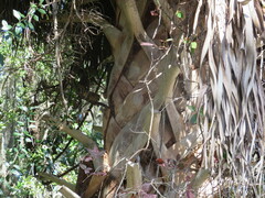 Sabal palmetto