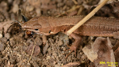 Takydromus amurensis