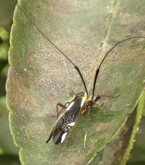 Thyrsophorinae