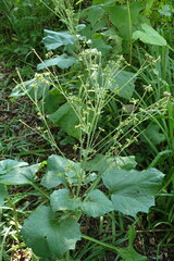 Adenocaulon himalaicum