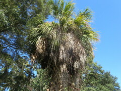 Sabal palmetto