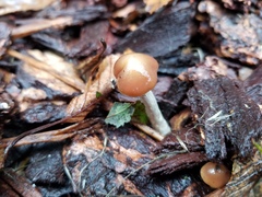 Psilocybe cyanescens
