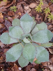 Agave maximiliana
