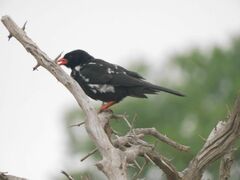 Bubalornis niger niger