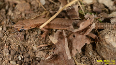 Takydromus amurensis