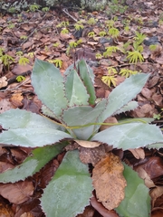 Agave maximiliana