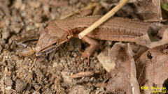 Takydromus amurensis