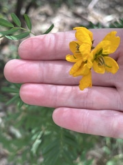 Senna barronfieldii