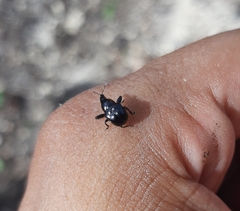 Attelabinae