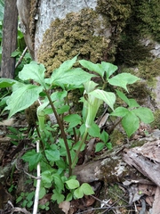 Arisaema sachalinense
