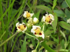 Sagittaria montevidensis