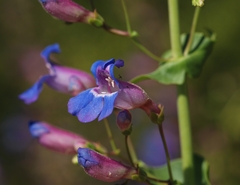 Penstemon spectabilis spectabilis