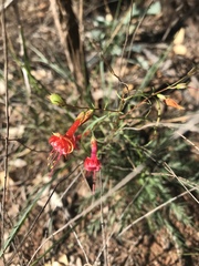 Mirabilis coccinea