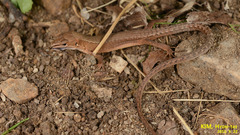 Takydromus amurensis
