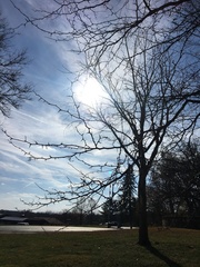 Gleditsia triacanthos